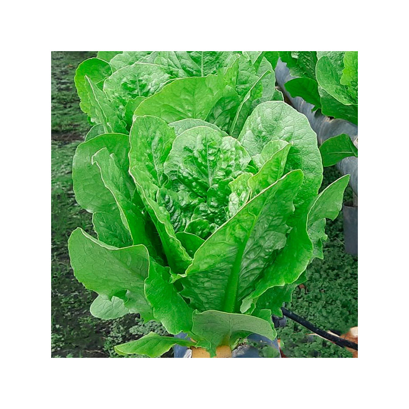 Lechuga Corbana 5000semillas, Semillas de lechuga Romana, Enza Zaden 184.745763 Lechuga Corbana 5000semillas, Semillas de lechu
