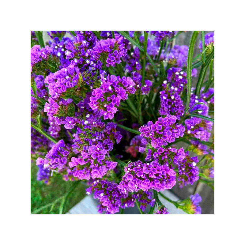 Limonio 1000Semillas, Semilla Statice Seeker Blue Estacional, Flor Corte, Ball Seed 55.084746 Limonio 1000Semillas, Semilla Sta