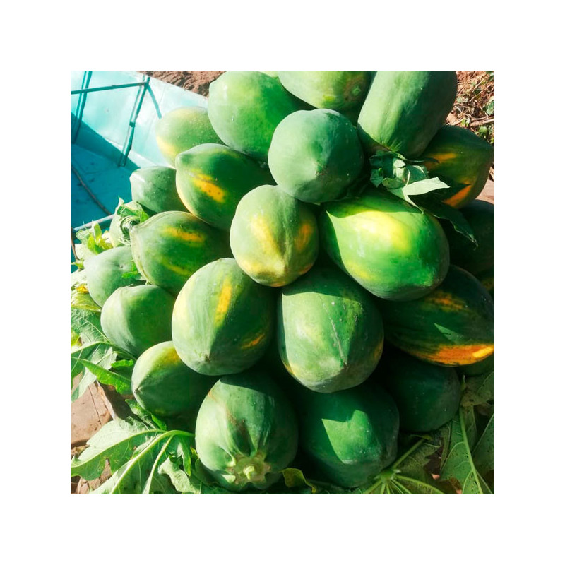 Papaya Blondie F1 2500Semillas, Semilla de Papaya Pulpa Amarilla Redondo Alargado, Smundo 1755.932203 Papaya Blondie F1 2500Sem