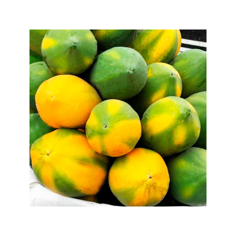 Papaya Blondie F1 2500Semillas, Semilla de Papaya Pulpa Amarilla Redondo Alargado, Smundo 1755.932203 Papaya Blondie F1 2500Sem