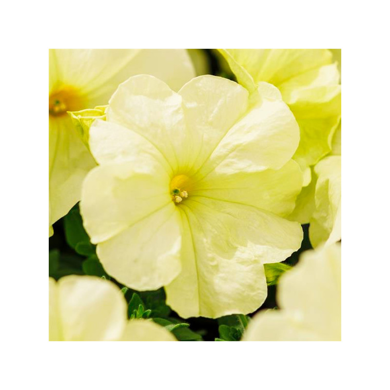 Petunia 1000Semillas, Semillas Petunia grandiflora Mambo GP Yellow Lime PLT, Flor Maceta, Hemegenetics Ball Seed 74.576271 Petu