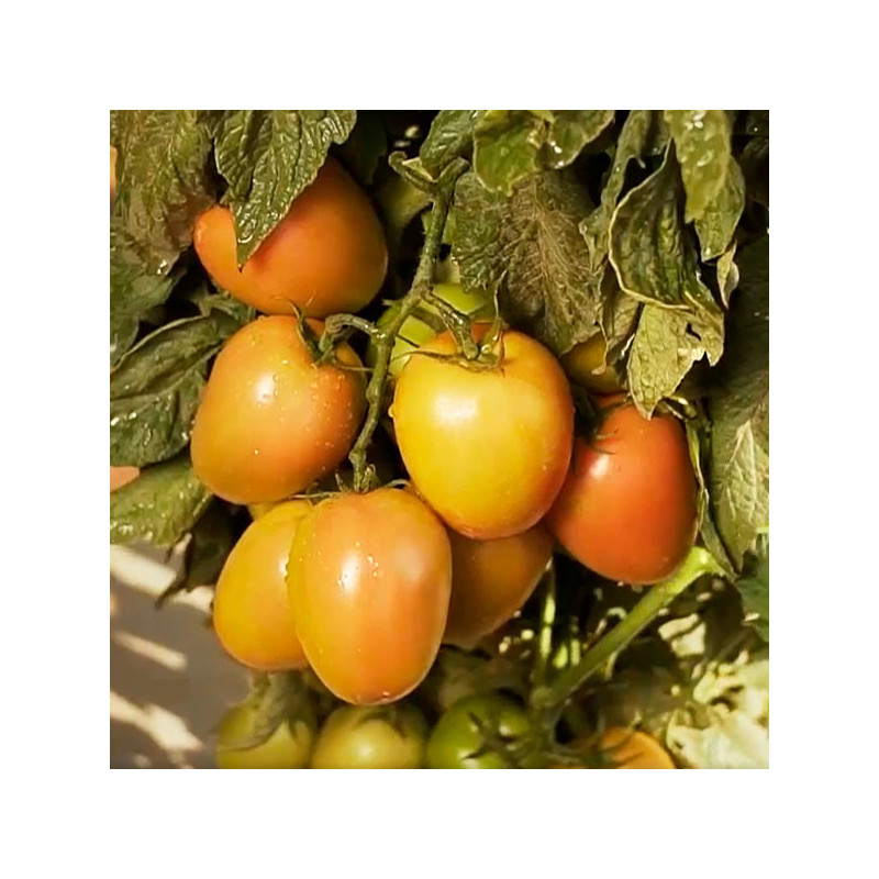 Tomate Pipa 1000Semillas, Semillas de Tomate Hibrido F1, HM Clause 751.694915 Tomate Pipa 1000Semillas, Semillas de Tomate Hibr