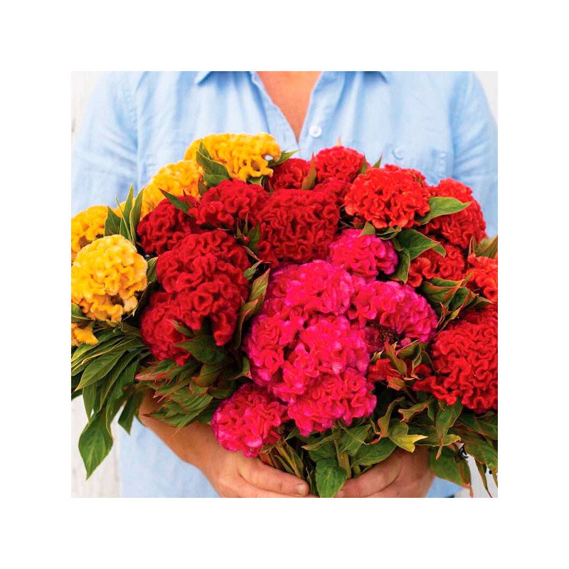 Celosia Cresta de Gallo 1000 Semillas argentea cristata Celosia Chief Mix, Flor, Corte, Sakata Ball Seed 62.711864 Celosia Cres