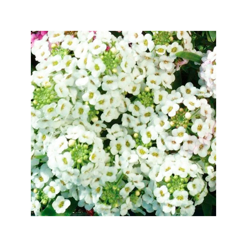 Aliso de Mar 1000 Semillas Lobularia maritima Alyssum Easter Bonnet White, Flor, Maceta, Panamerican Ball Seed 77 Aliso de Mar