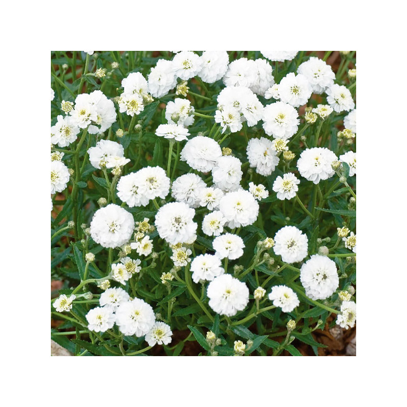 Boton de Oro 1000 Semillas Achillea Ptarmica Marshmallow PLT, Flor, Maceta, Benary 68.644068 Boton de Oro 1000 Semillas Achille