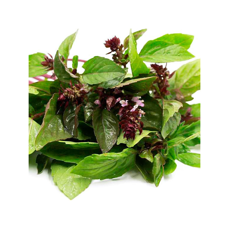 Albahaca Canela 1000 Semillas Ocimum basilicum Basil Cinnamon, Hierba Aromatica, Ball Seed 44.915254 Albahaca Canela 1000 Semil