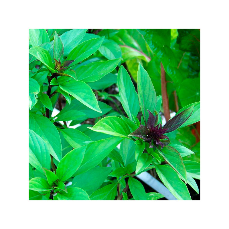 Albahaca Tailandesa 1000 Semillas Ocimum basilicum Basil Thai, Hierba Aromatica, Ball Seed 53 Albahaca Tailandesa 1000 Semillas