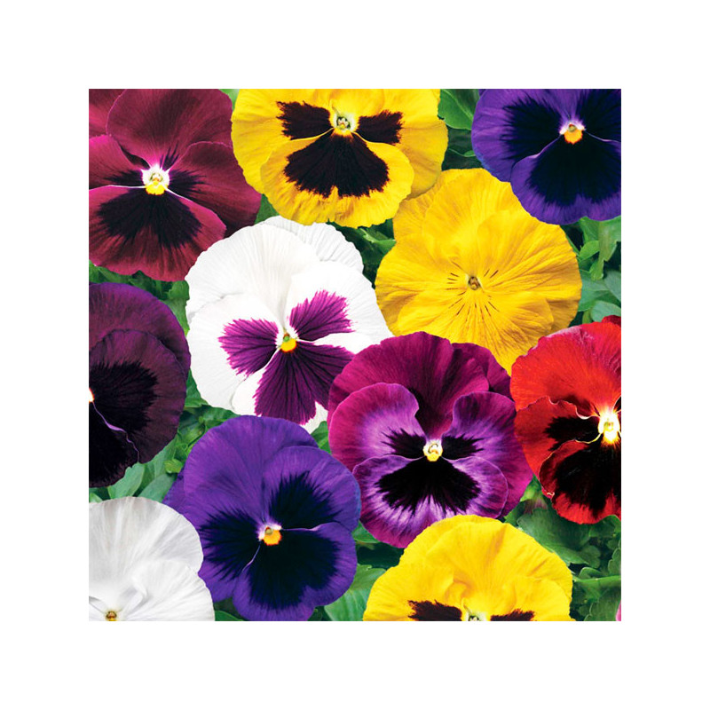 Pensamiento 1000 Semillas Viola cornuta Pansy Colossus All Colors Mix, Flor, Maceta, Syngenta 162 Pensamiento 1000 Semillas Vio