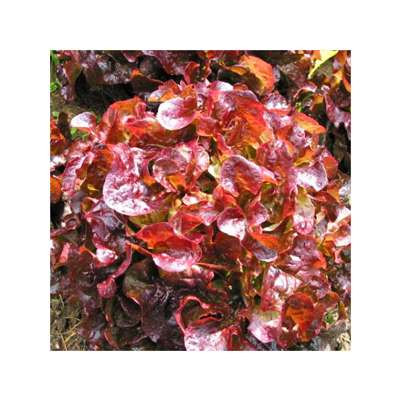 Lechuga Grenadine 25000 Semillas Tipo Hoja Roble Roja, Vilmorin 127.118644 Lechuga Grenadine 25000 Semillas Tipo Hoja Roble Roj