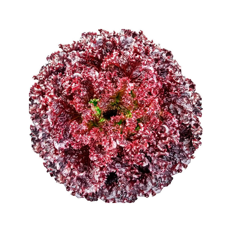 Lechuga Luminosa 2000 Semillas PLT Crespa Roja, TopSeed 51.694915 Lechuga Luminosa 2000 Semillas PLT Crespa Roja, TopSeed SEMIL