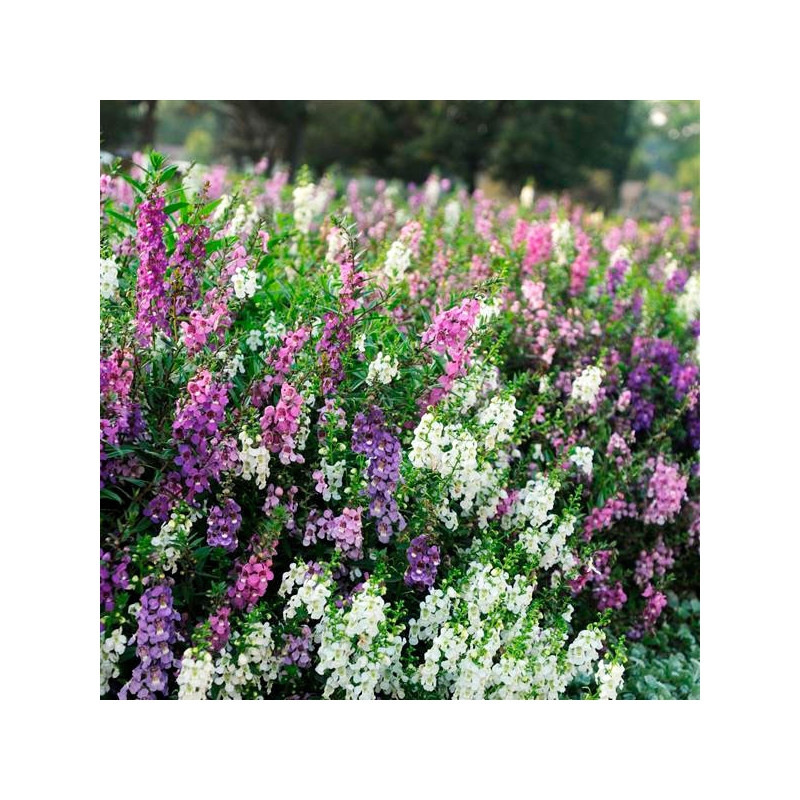 Angelonia 100 Semillas Angustifolia Serena Mix PLT, Flor, Maceta, Ball Seed 85.59322 Angelonia 100 Semillas Angustifolia Serena