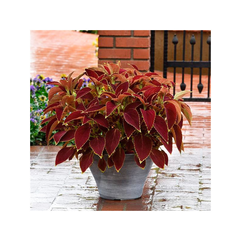 Coleo 100 Semillas Solenostemon scutellarioides Coleus Premium Sun Ruby Heart PLT, Maceta, Panamerican Ball Seed 77.966102 Cole