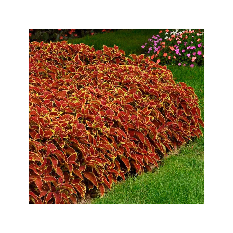 Coleo 100 Semillas Solenostemon scutellarioides Coleus Premium Sun Ruby Heart PLT, Maceta, Panamerican Ball Seed 77.966102 Cole