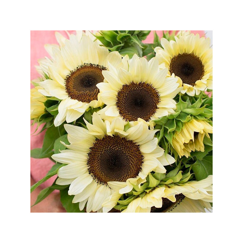 Girasol 1000 Semillas Helanthus annuus Pro Cut White Nite, Flor, Corte, Nuflowers 184.745763 Girasol 1000 Semillas Helanthus an