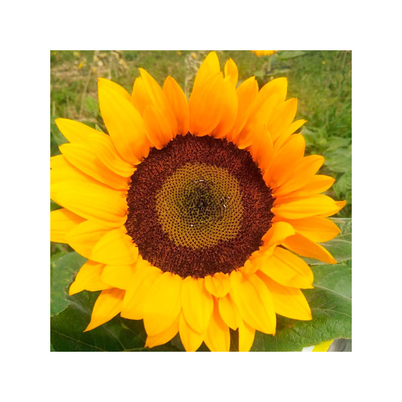 Girasol 5000 Semillas Rayo de Sol, Flor, Corte, Grofit 738 Girasol 5000 Semillas Rayo de Sol, Flor, Corte, Grofit Muy precoz. F