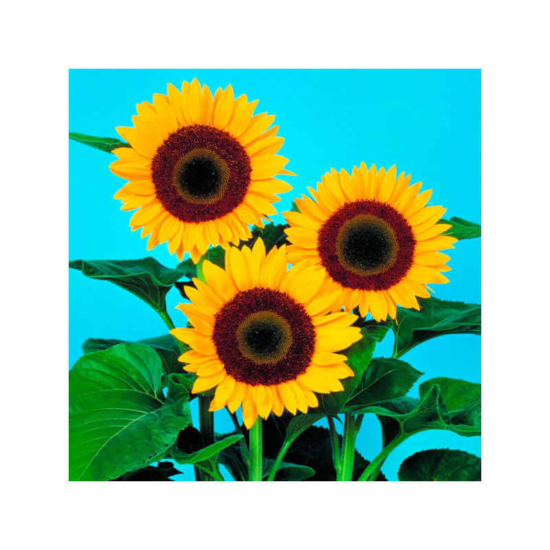 Girasol 10000 Semillas Helianthus annus Sunbright Supreme, Flor, Corte, Sakata 1220.338983 Girasol 10000 Semillas Helianthus an