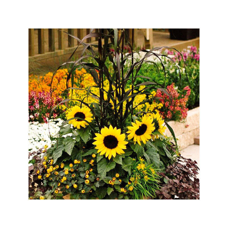 Girasol 500 Semillas helianthus annuus Ballad, Flor, Maceta, Panamerican Ball Seed 154.237288 Girasol 500 Semillas helianthus a