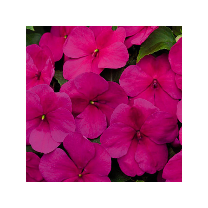 Balsamina 1000 Semillas Impatiens walleriana Lollipop Raspberry Violet, Flor, Maceta, Benary 103.389831 Balsamina 1000 Semillas