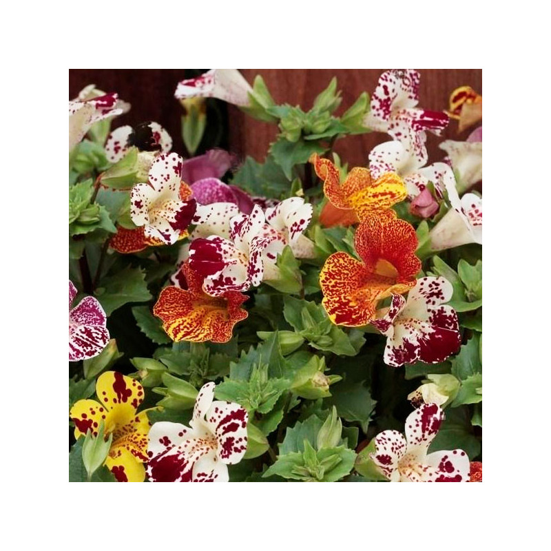 Flor-Mono 1000 Semillas Mimulus x hybridus Magic Blotch Mix PLT, Flor, Maceta, Syngenta 91.525424 Flor-Mono 1000 Semillas Mimul
