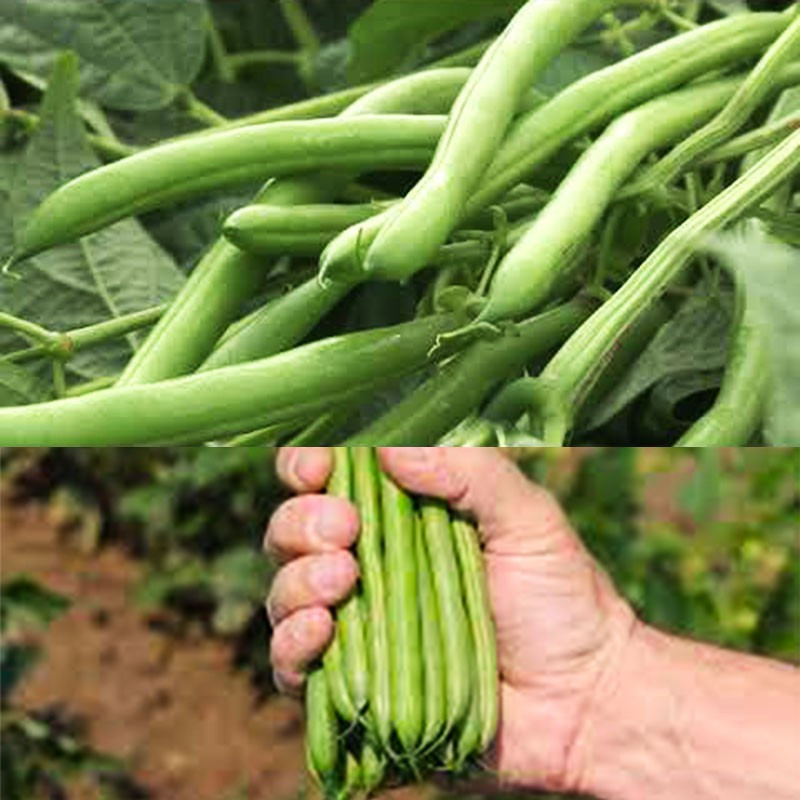 Vainita Colter 80000semillas, Semillas de vainita, HM Clause 666.101695 Vainita Colter 80000semillas, Semillas de vainita, HM C