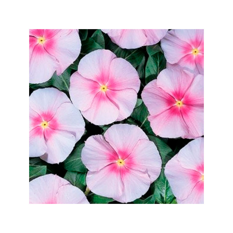 Vinca 1000 Semillas Catharanthus roseus Pacifica XP Blush, Flor, Maceta, Panamerican Ball Seed 68.644068 Vinca 1000 Semillas Ca