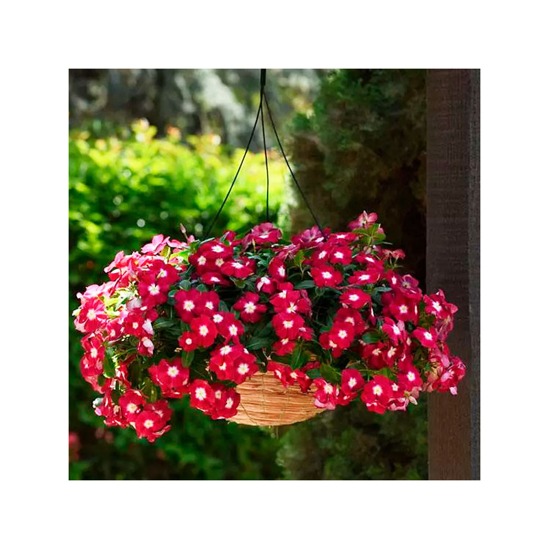 Vinca 1000 Semillas Catharanthus roseus Pacifica XP Burgundy Halo, Flor, Maceta, Panamerican Ball Seed 68.644068 Vinca 1000 Sem