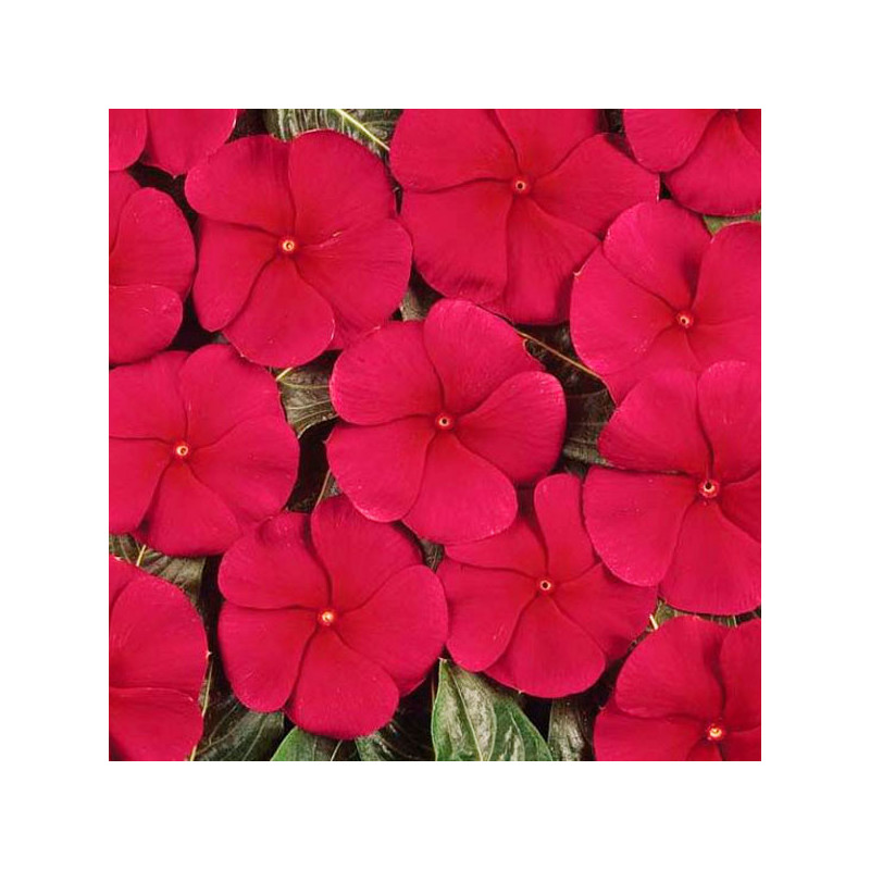 Vinca 1000 Semillas Catharanthus roseus Pacifica XP Red Dark, Flor, Maceta, Panamerican Ball Seed 68.644068 Vinca 1000 Semillas