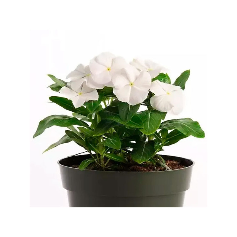Vinca 1000 Semillas Catharanthus roseus Pacifica XP White, Flor, Maceta, Panamerican Ball Seed 68.644068 Vinca 1000 Semillas Ca