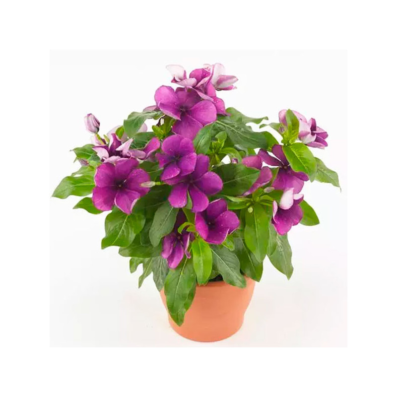 Vinca 500 Semillas Catharanthus roseus Tattoo Blueberry, Flor, Maceta, Panamerican Ball Seed 131.355932 Vinca 500 Semillas Cath