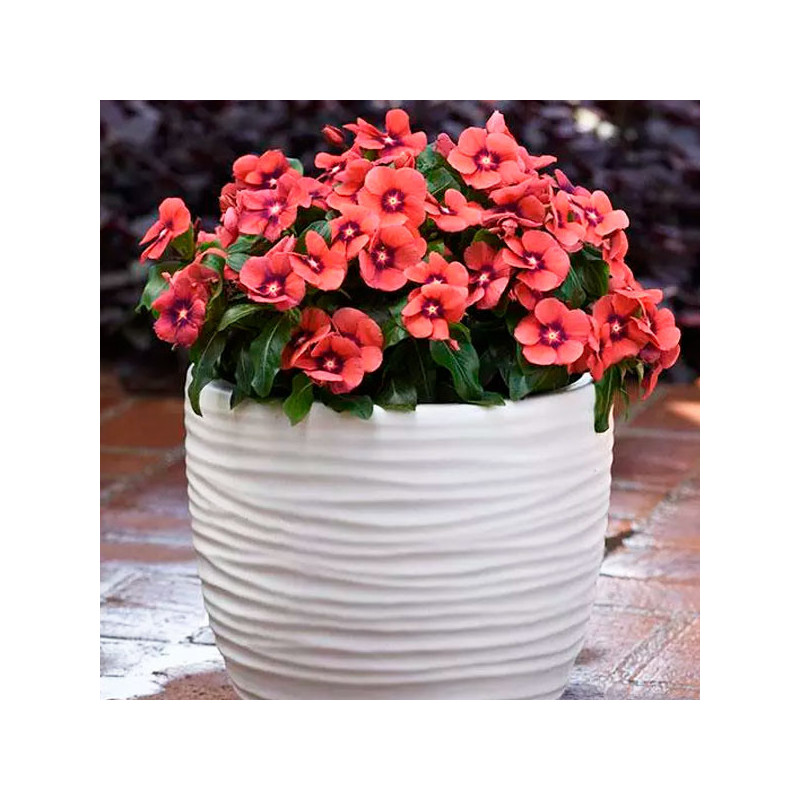 Vinca 500 Semillas Catharanthus roseus Tattoo Tangerine, Flor, Maceta, Panamerican Ball Seed 131.355932 Vinca 500 Semillas Cath