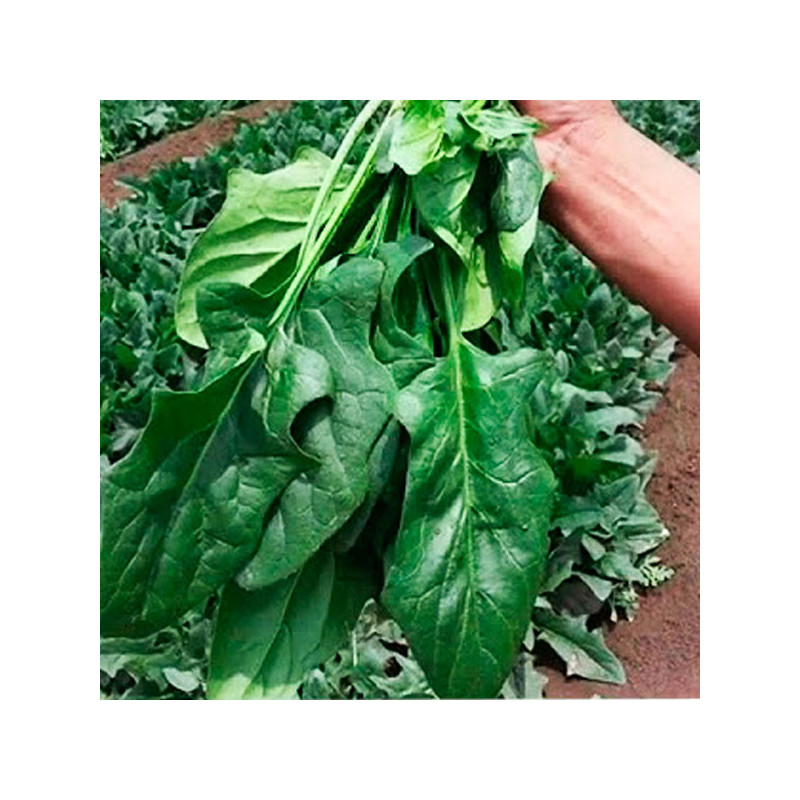 Espinaca Flamingo 500gr Semillas Hibrido F1 Lisa, SuperSeeds 72.881356 Espinaca Flamingo 500gr Semillas Hibrido F1 Lisa, SuperS