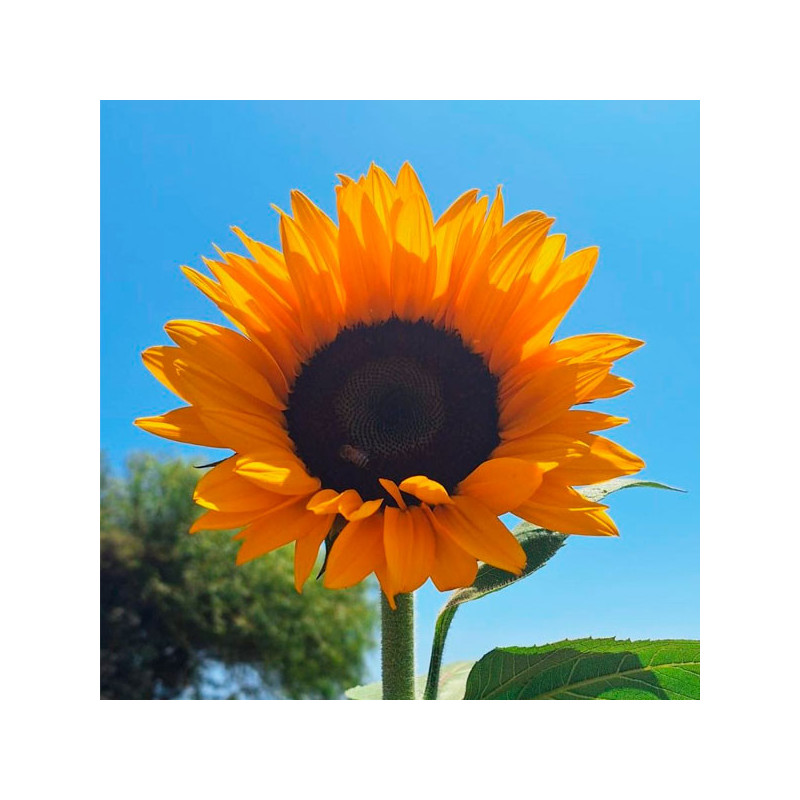 Girasol 1000 Semillas Sunshine Max, Flor, Corte, Grofit 176 Girasol 1000 Semillas Sunshine Max, Flor, Corte, Grofit El híbrido