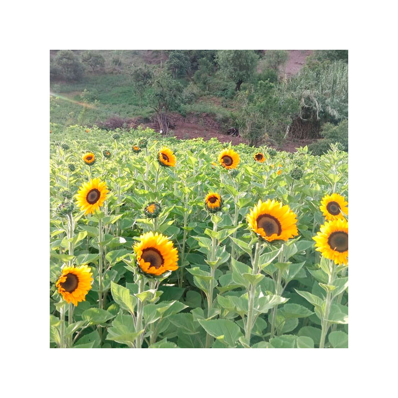 Girasol 1000 Semillas Sunshine Max, Flor, Corte, Grofit 176 Girasol 1000 Semillas Sunshine Max, Flor, Corte, Grofit El híbrido