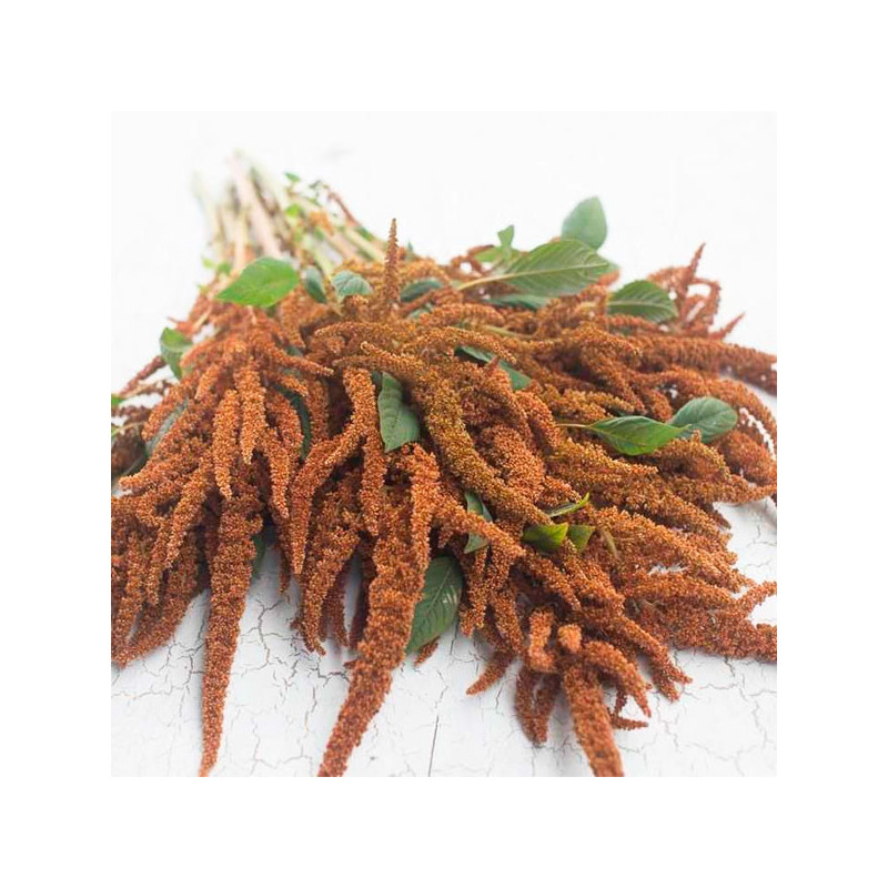 Amarato 1000 Semillas Amaranthus Cruentus Hot Biscuits Flor Corte Takii Ball Seed 57.627119 Amarato 1000 Semillas Amaranthus Cr