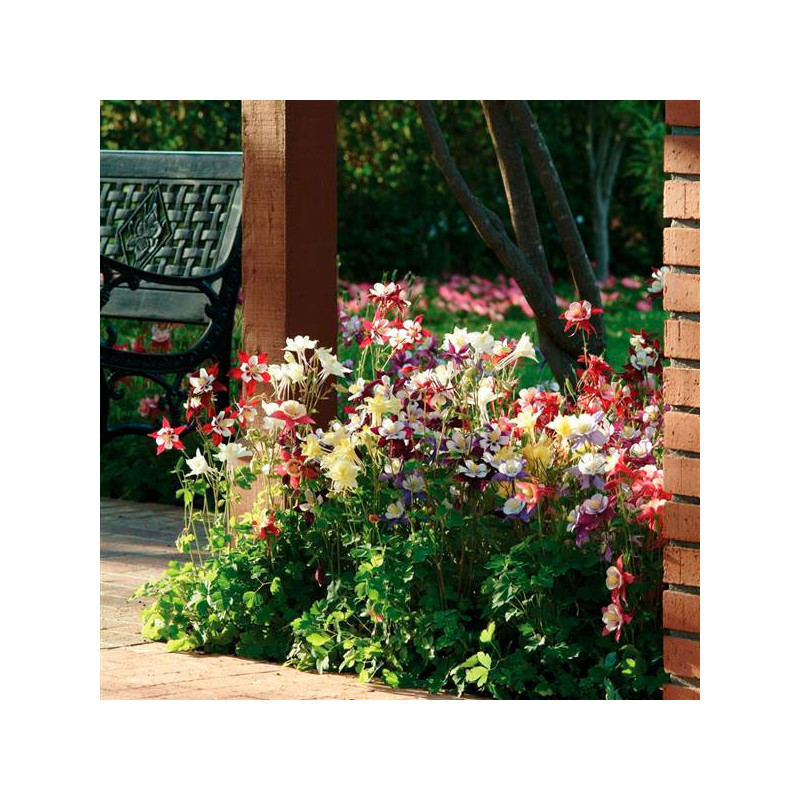 Aquilegia 100 Semillas x hybrida Swan Mix Flor Maceta Panamerican Ball Seed 57.627119 Aquilegia 100 Semillas x hybrida Swan Mix