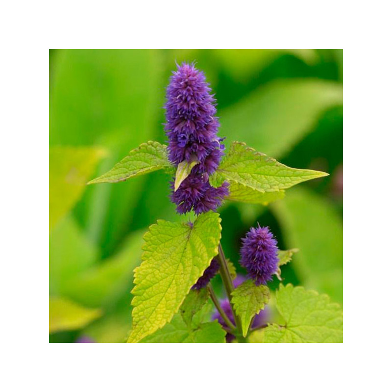 Menta Coreana 1000 Semillas Agastache Golden Jubilee Flor Maceta Ball Seed 193.220339 Menta Coreana 1000 Semillas Agastache Gol