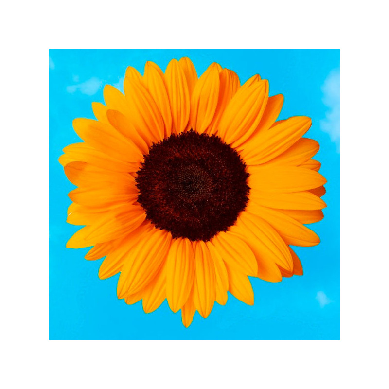 Girasol 1000 Semillas Helianthus annuus x hybrido Soleado Max F1 Flor Corte Grofit 176 Girasol 1000 Semillas Helianthus annuus
