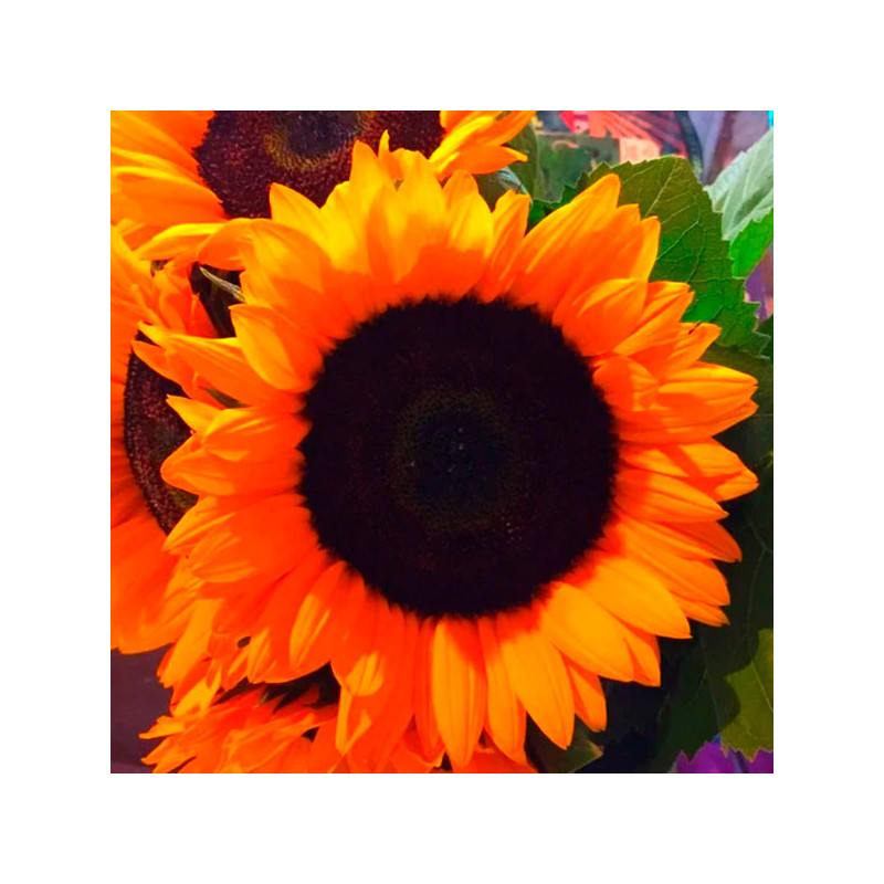 Girasol 1000 Semillas Helianthus annuus x hybrido Soleado Max F1 Flor Corte Grofit 176 Girasol 1000 Semillas Helianthus annuus
