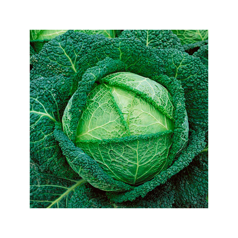 Col Crespa Savoy Perfection 500gr, Semillas de Col Crespa Variedad PSeeds 97.457627 Col Crespa Savoy Perfection 500gr, Semillas