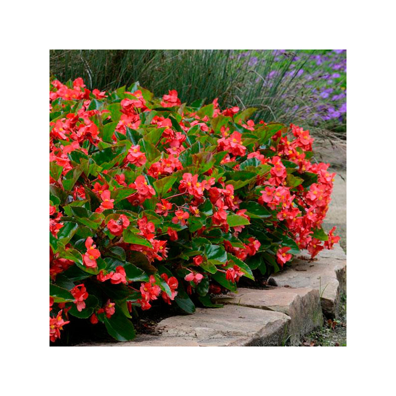 Begonia 100 Semillas Benariensis Whopper Red Green Leaf PLT Flor Maceta 74.576271 Begonia 100 Semillas Benariensis Whopper Red