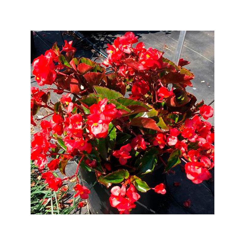 Begonia 100 Semillas Benariensis Whopper Red Green Leaf PLT Flor Maceta 74.576271 Begonia 100 Semillas Benariensis Whopper Red