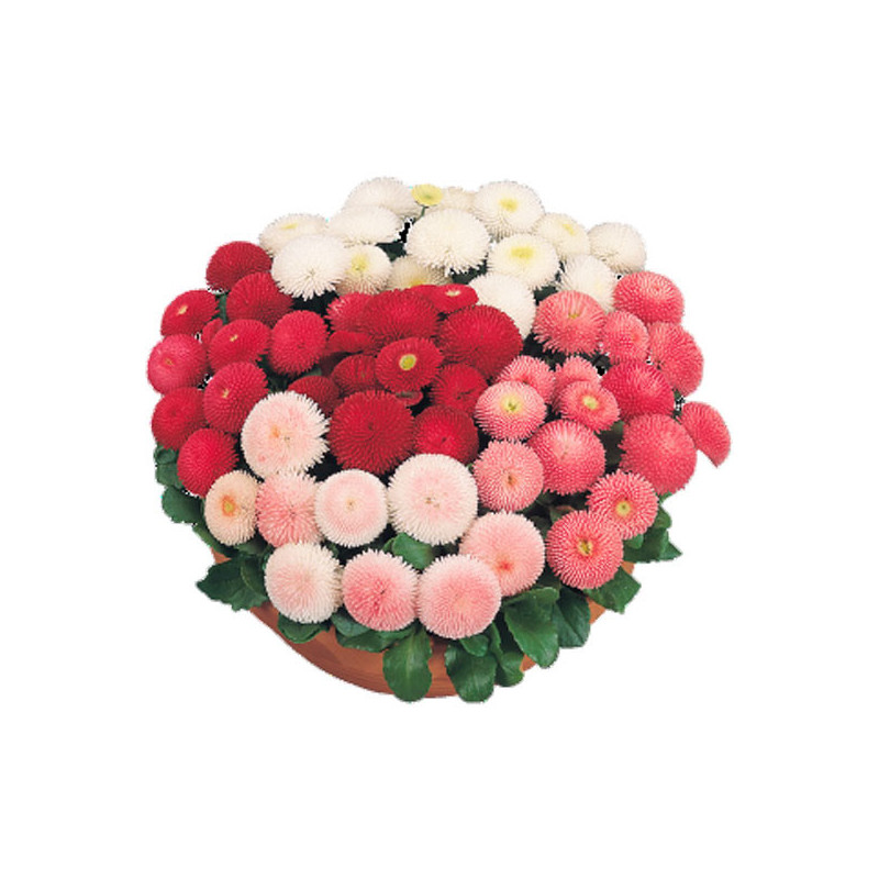 Bellis 1000 Semillas perennis Tasso Mix PLT Flor Maceta 85 Bellis 1000 Semillas perennis Tasso Mix PLT Flor Maceta Germinación