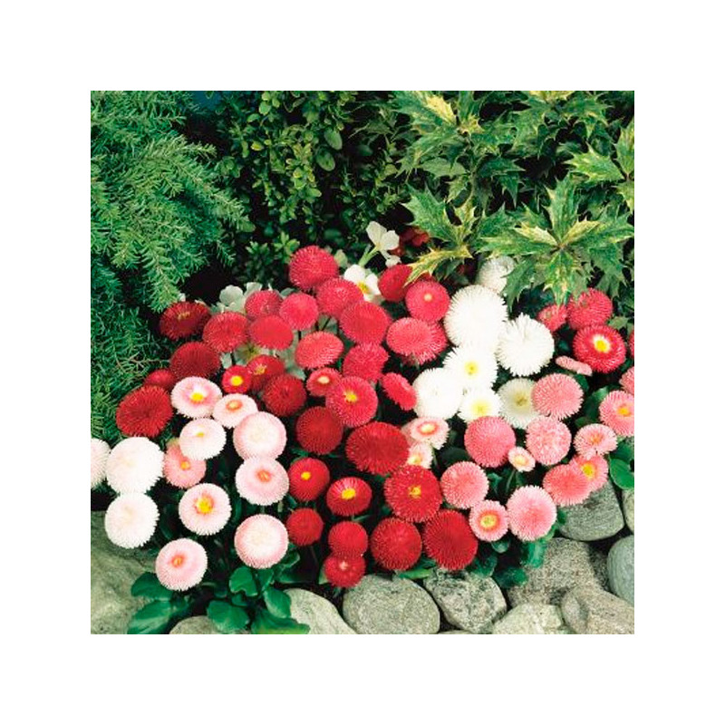 Bellis 1000 Semillas perennis Tasso Mix PLT Flor Maceta 85 Bellis 1000 Semillas perennis Tasso Mix PLT Flor Maceta Germinación