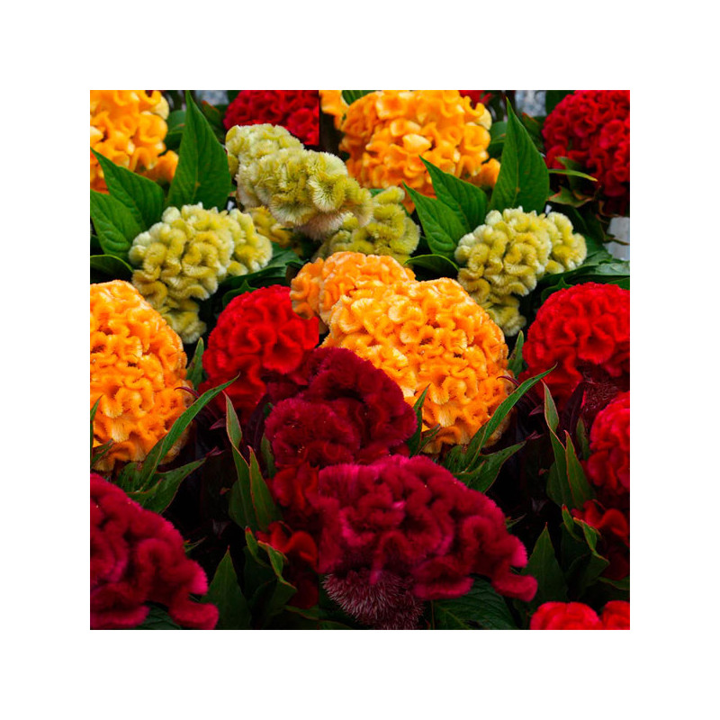 Celosia Cresta de Gallo 1000 Semillas argentea cristata Kurume Mix Flor Corte 68.644068 Celosia Cresta de Gallo 1000 Semillas a