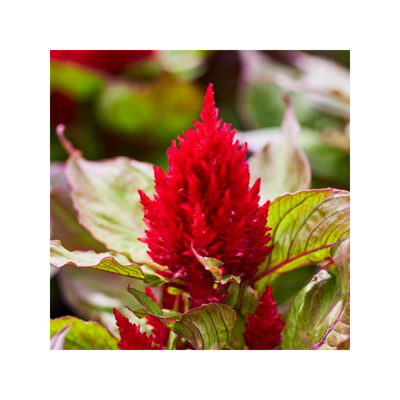 Celosia 1000 Semillas plumosa- argentea Arrabona Bronze Leafed Red Flor Maceta 74.576271 Celosia 1000 Semillas plumosa- argente