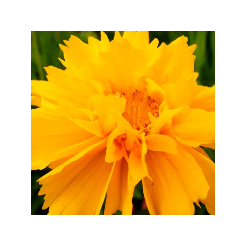 Coreopsis 1000 Semillas grandiflora Early Sunrise RPM Flor Maceta Jardin 85.59322 Coreopsis 1000 Semillas grandiflora Early Sun