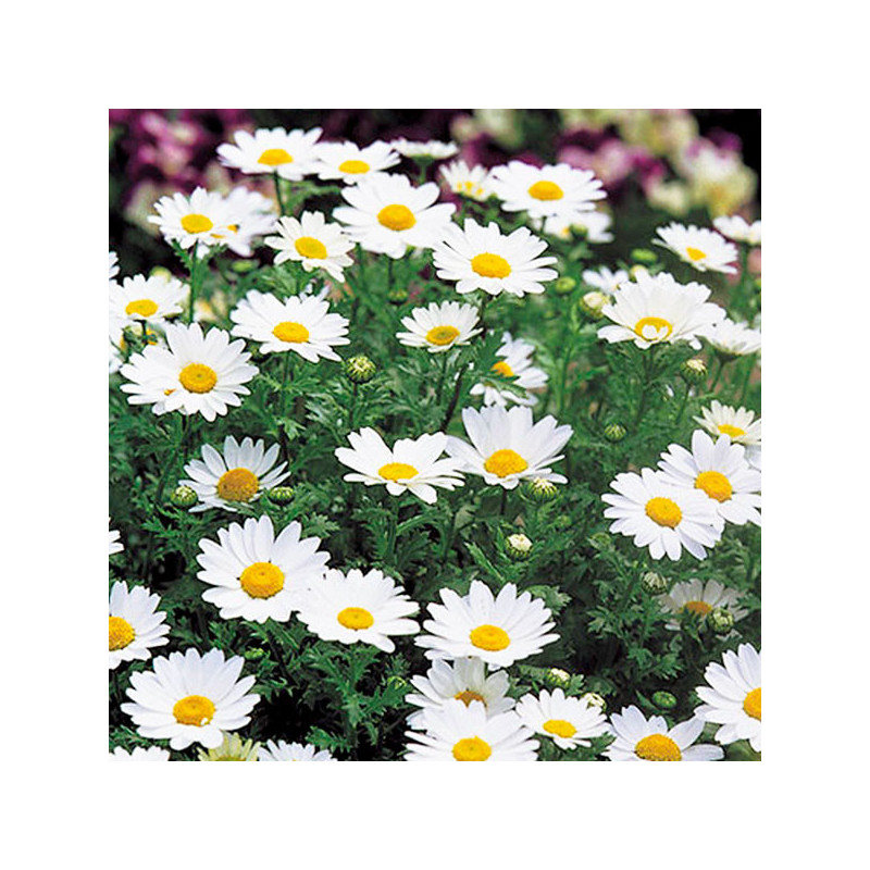 Margarita 1000 Semillas Chrysanthemum Paludosum Snowland Flor Maceta Jardin 62.711864 Margarita 1000 Semillas Chrysanthemum Pal