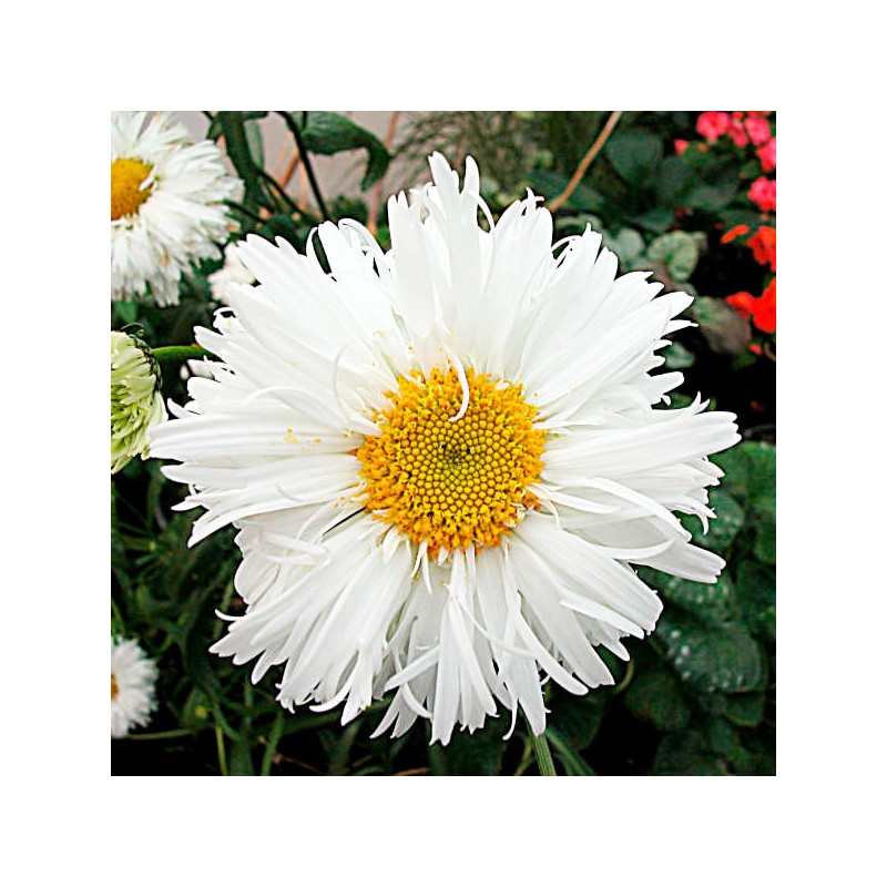 Margarita 1000 Semilla Leucanthemum Chrysanthemum Superbum Crazy Daisy Flor Corte 108 Margarita 1000 Semilla Leucanthemum Chrys