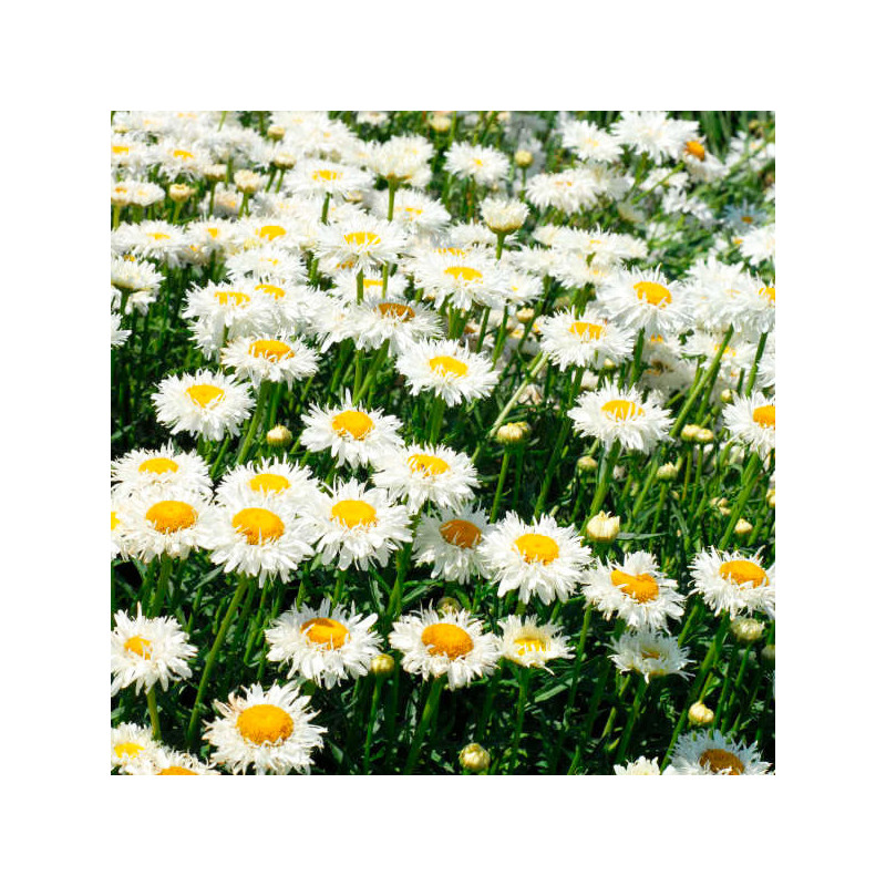 Margarita 1000 Semilla Leucanthemum Chrysanthemum Superbum Crazy Daisy Flor Corte 108 Margarita 1000 Semilla Leucanthemum Chrys
