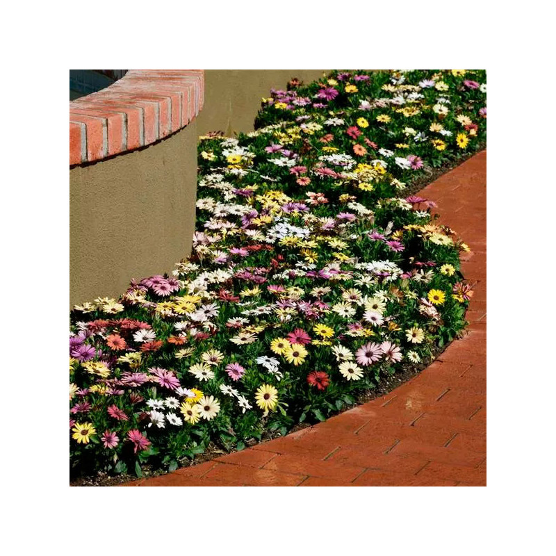 Margarita 100 Semillas Osteospermum ecklonis Akila Grand Canyon Mix Flor Maceta 108.474576 Margarita 100 Semillas Osteospermum